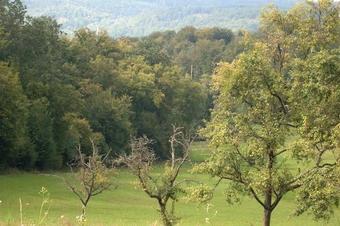 Hotel Strauss - Surrounding area