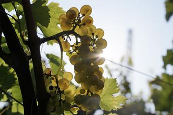 Hännsl am Ort - Ferien & Wein - Trädgård