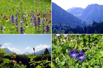 G&auml;stehaus zur F&auml;rbe Ferien-Appartements - Vide
