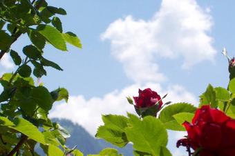 G&auml;stehaus zur F&auml;rbe Ferien-Appartements - Vide
