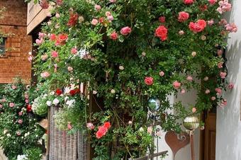 Landhaus Berktold - κήπος