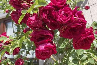 Kreuzerhof Hotel Garni - &Otilde;lletuba