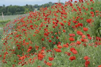 Pension Gästehaus Model - Omgeving