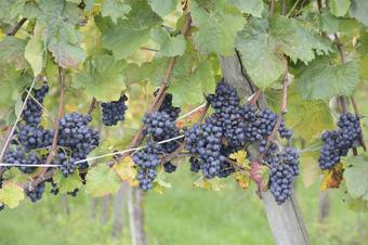 Pension Gästehaus Model - Tuin