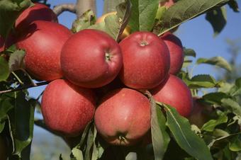 Pension Gästehaus Model - Tuin