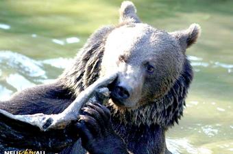 Ferienwohnungen Ferienanlage Am Nationalpark - Vide