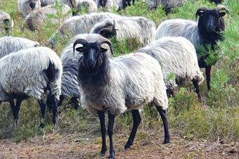 Heidehotel Anna - Arredores