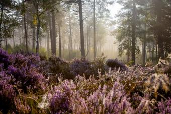 Heidehotel Anna - Arredores