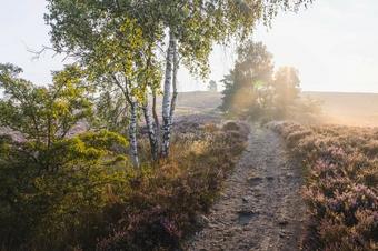 Heidehotel Anna - Arredores