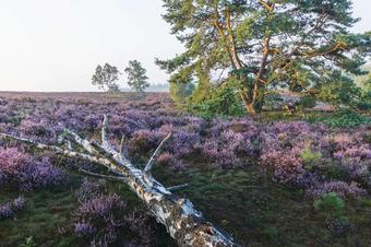 Heidehotel Anna - Arredores