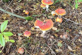 Heidehotel Anna - Arredores