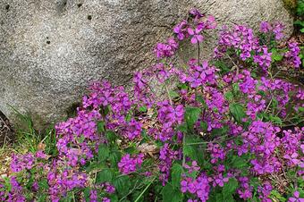 Heidehotel Anna - Arredores