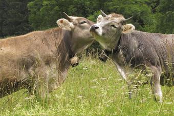 Gasthaus Krone Simmerberg - Umgebung