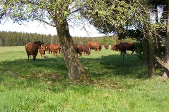 Pension K&ouml;nigshof - Umgebung