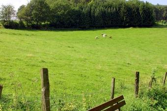 Landhotel Gasthof Pingel - Περιβάλλοντα