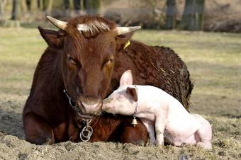 Landhotel Gasthof Pingel - Περιβάλλοντα