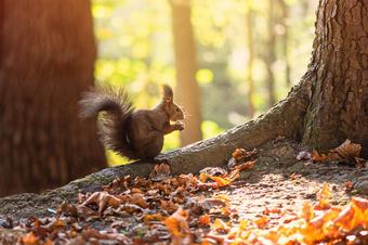 Pension Stechlinsee - Logo