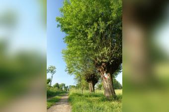 Hotel Zum Schänzchen - Περιβάλλοντα