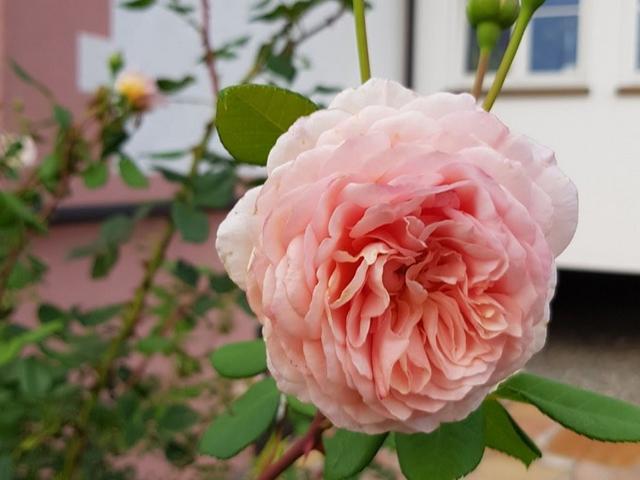 Pension Rose - Jardin