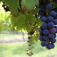 - Agrotourism -Farm Holidaysin Italy